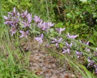 liatris spicata 1r.jpg